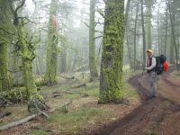 Mossy Forest near MacDonald Pass